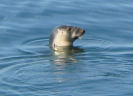 По Шотландии с ForceSail