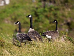 По Шотландии и с ForceSail