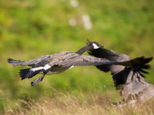 По Шотландии и с ForceSail