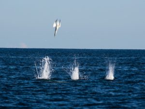 По Шотландии и с ForceSail