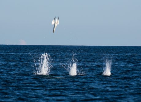 По Шотландии и с ForceSail