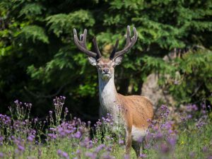 По Шотландии и с ForceSail