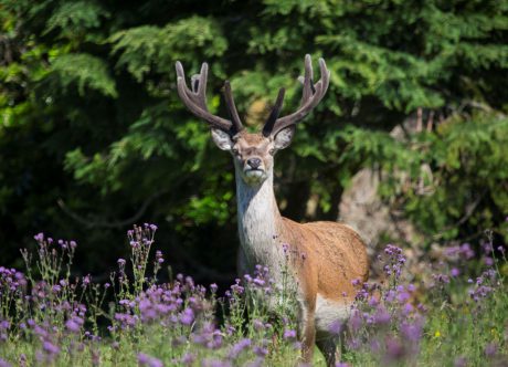 По Шотландии и с ForceSail