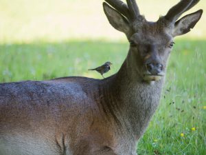 По Шотландии и с ForceSail