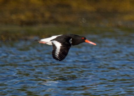 По Шотландии и с ForceSail