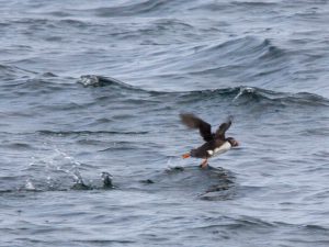 По Шотландии и с ForceSail