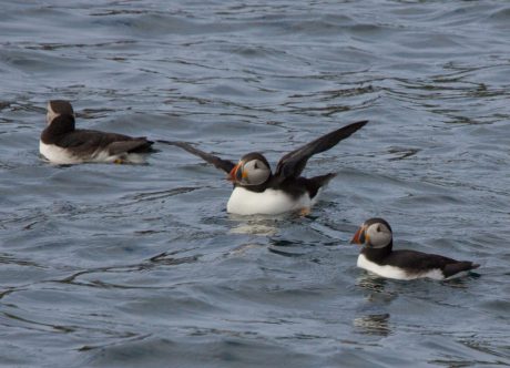 По Шотландии и с ForceSail