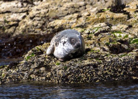 По Шотландии и с ForceSail