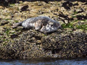 По Шотландии и с ForceSail