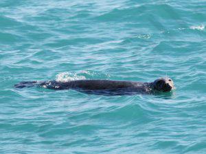 По Шотландии и с ForceSail