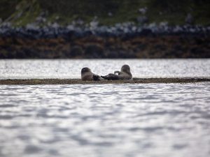 По Шотландии и с ForceSail