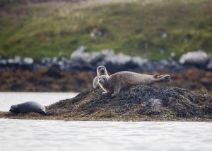 По Шотландии и с ForceSail