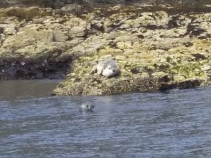 По Шотландии и с ForceSail