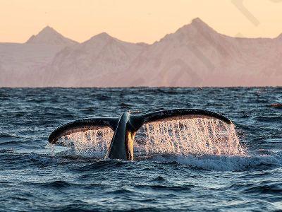 Северная Норвегия и Лофотены с ForceSail летом 2019