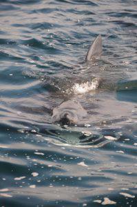 Гигантская акула (Basking shark)