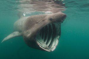 Гигантская акула (Basking shark)