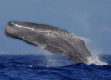 Кашалот, как мы его увидели (Sperm whale)