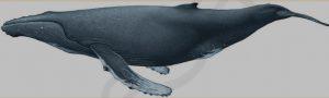 Горбатый кит (Humpack whale)