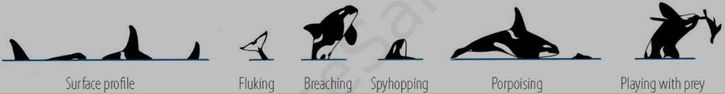 Схема прыжков касатки (Sea orca)