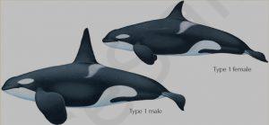 Касатки (Sea orcas)