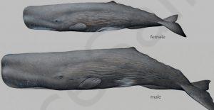 Кашалот (Sperm whale)