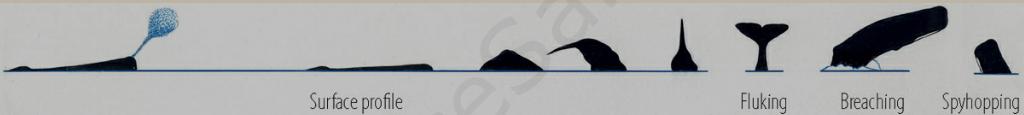 Схема прыжков Кашалота (Sperm whale)