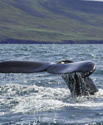Исландия. Пасбище китов
