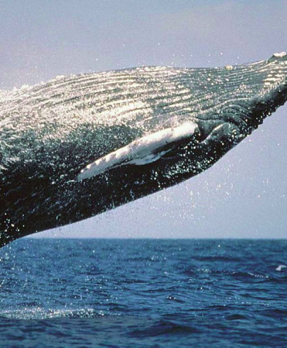 Исландия. Пасбище китов